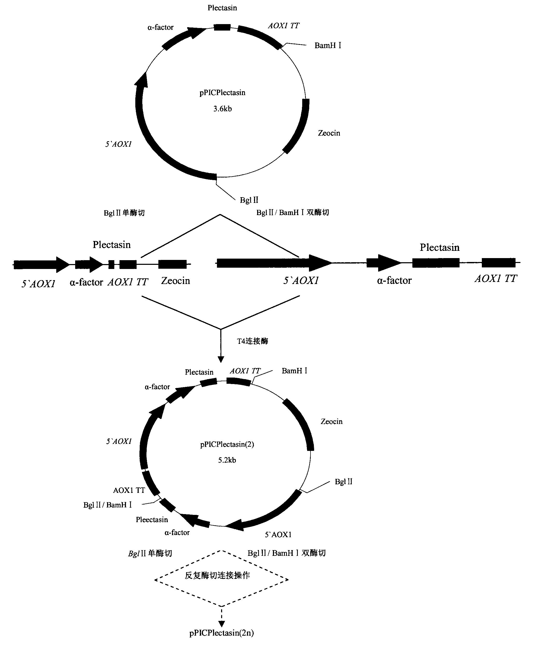 Pichia pastoris for multi-copy high expression of recombined plectasin