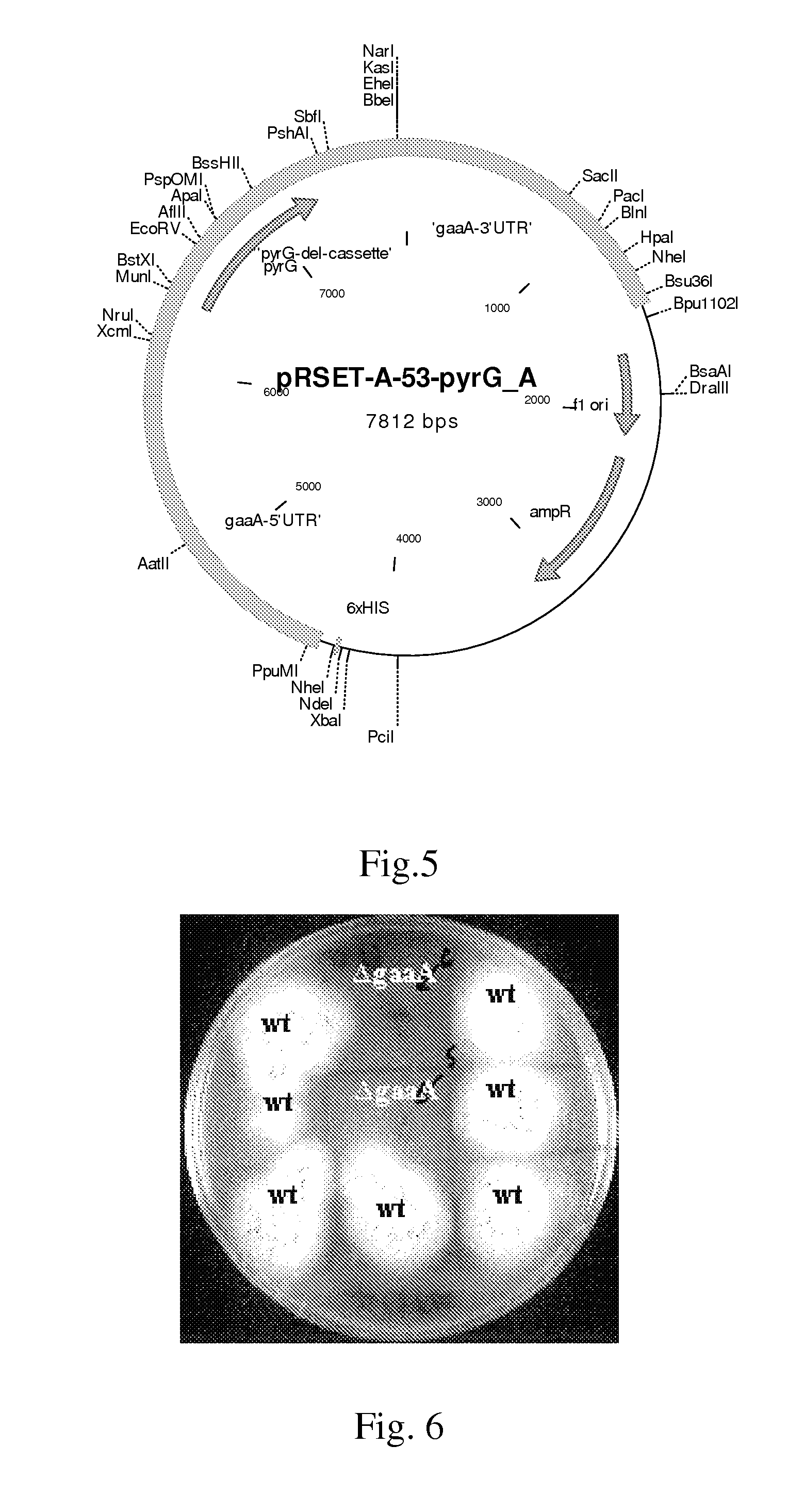 Conversion of hexuronic acid to hexaric acid