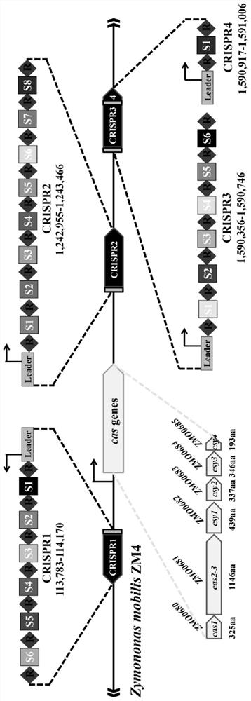 A method for efficient deletion of large genome fragments based on the endogenous CRISPR-Cas system of Zymomonas mobilis and its application