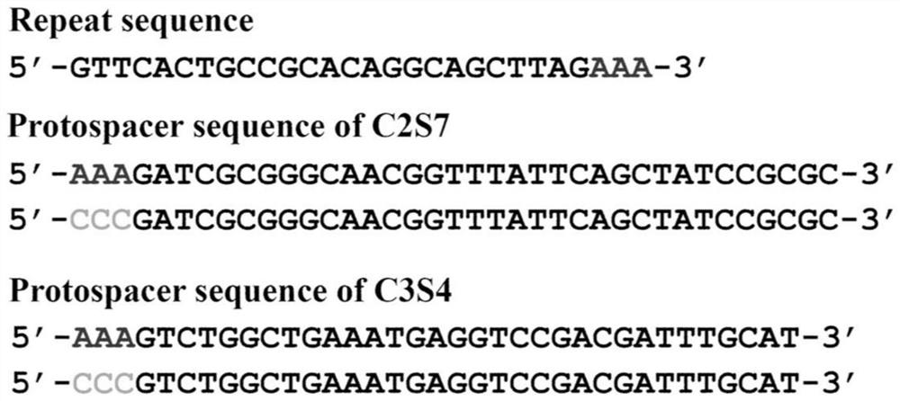 A method for efficient deletion of large genome fragments based on the endogenous CRISPR-Cas system of Zymomonas mobilis and its application