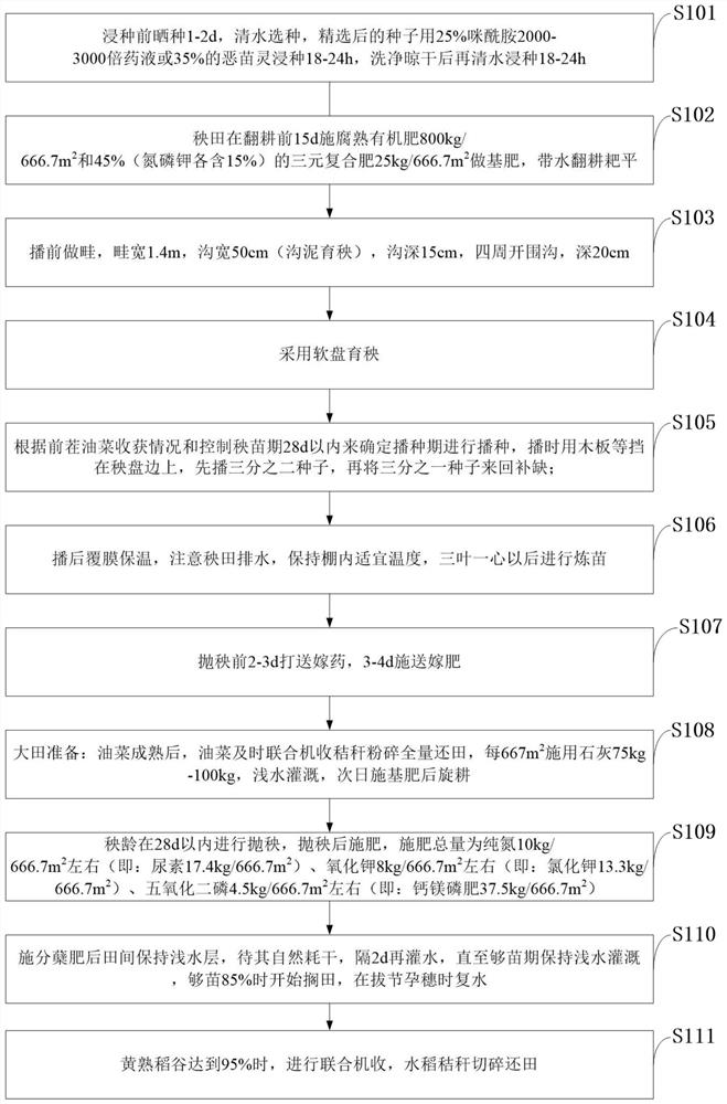 Early rice seedling slinging cultivation method after full-amount returning of triple-cropping rape straw