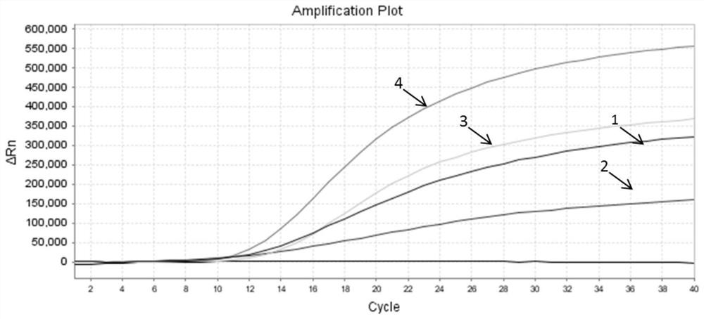 Raa constant temperature fluorescence detection method and reagents of shrimp enteroplasma hepatica (ehp)