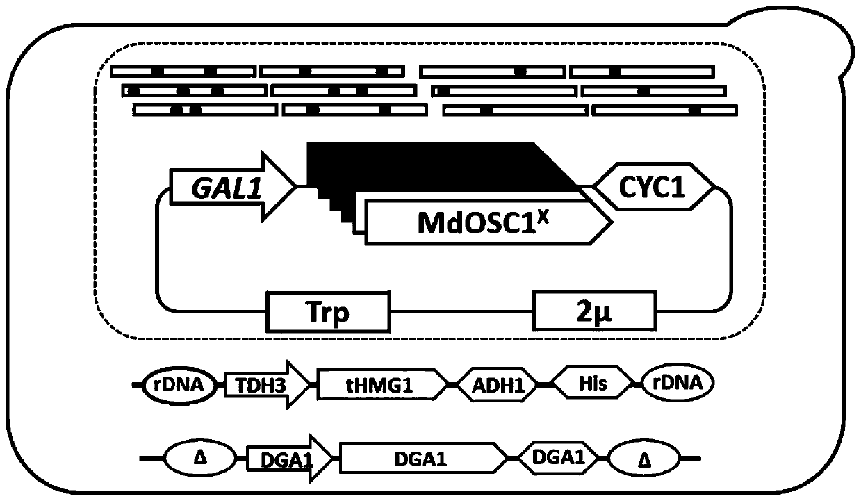 Saccharomyces cerevisiae construction method for efficiently synthesizing alpha-amyrin