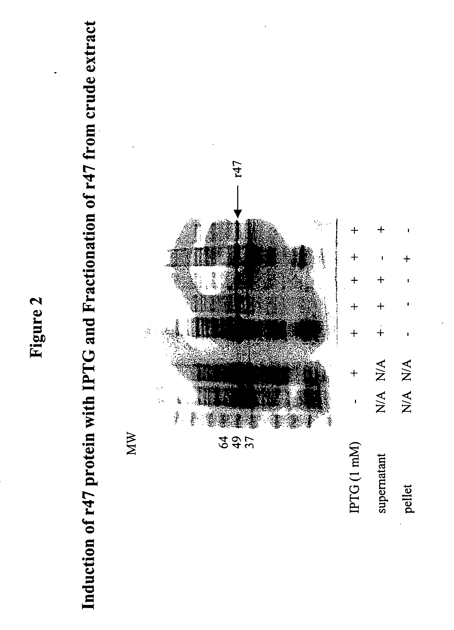 Orientia tsutsugamushi truncated recombinant outer membrane protein (r47) and (r56) vaccines diagnostics and therapeutics for scrub typhus and HIV infection