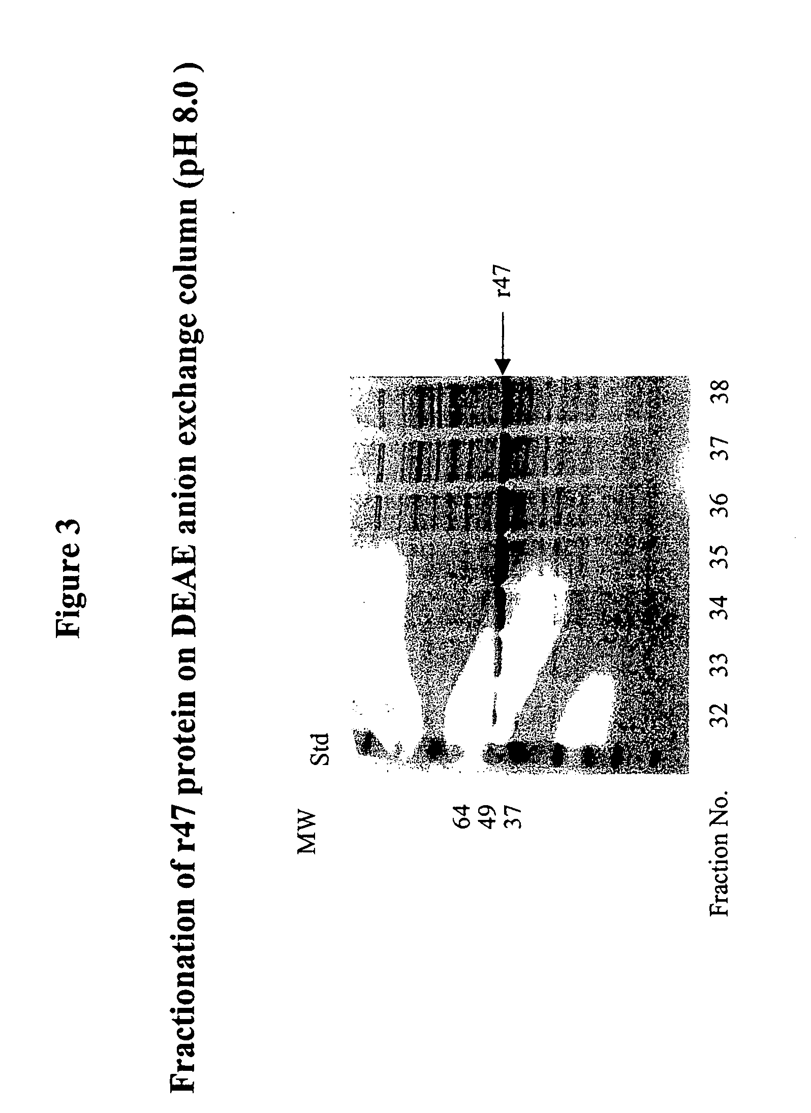 Orientia tsutsugamushi truncated recombinant outer membrane protein (r47) and (r56) vaccines diagnostics and therapeutics for scrub typhus and HIV infection