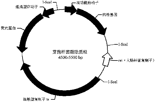 Bacillus gene scarless knockout/introduction plasmids, methods and kits