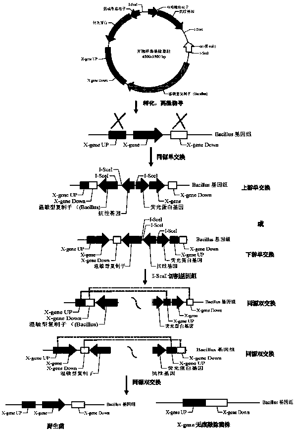 Bacillus gene scarless knockout/introduction plasmids, methods and kits