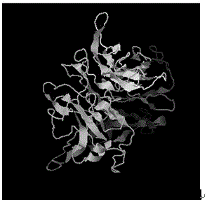 Preparation method and application of brucellosis specific fusion protein antigen