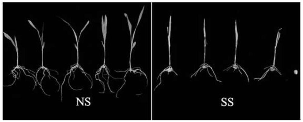 A compound flora for preventing and controlling the outbreak of Fusarium spp. in maize and its application