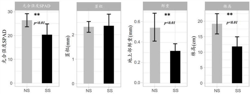 A compound flora for preventing and controlling the outbreak of Fusarium spp. in maize and its application