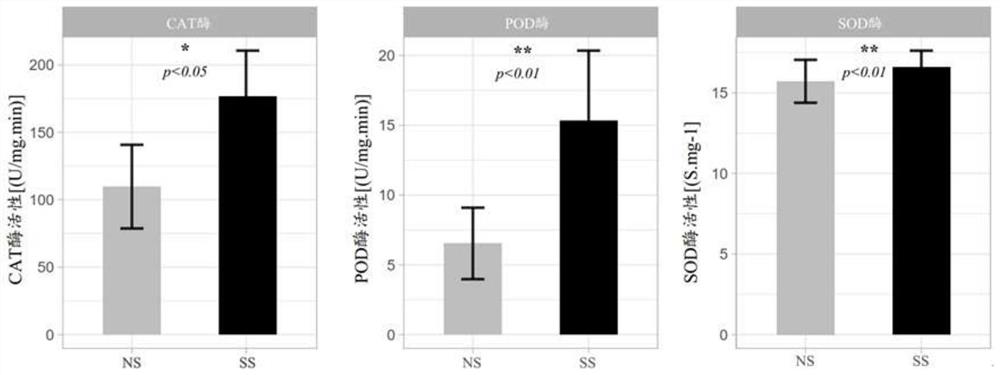 A compound flora for preventing and controlling the outbreak of Fusarium spp. in maize and its application