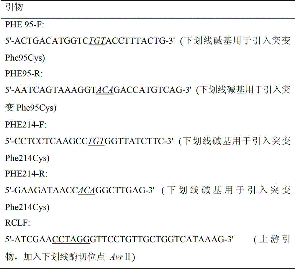 Disulfide bond reinforced folding based lipase mutant with high heat stability and construction method thereof