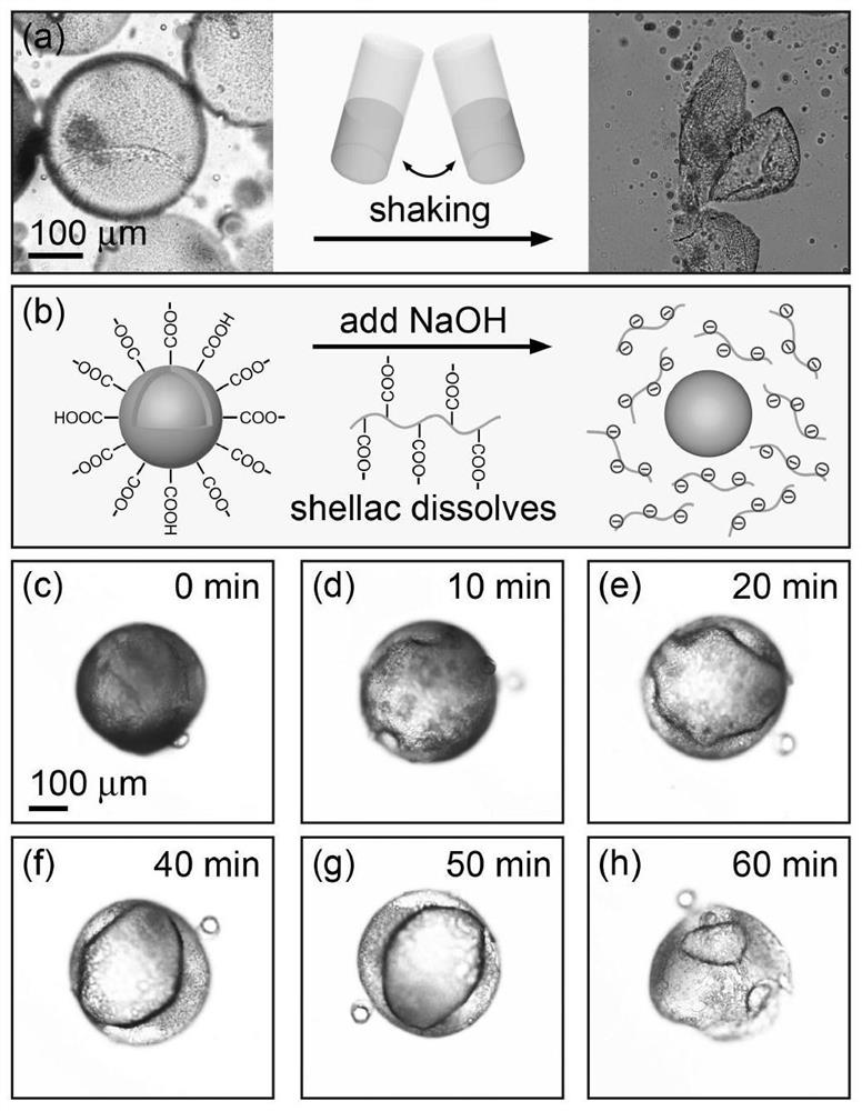 One-step preparation of biocompatible oil-core microcapsules and its application