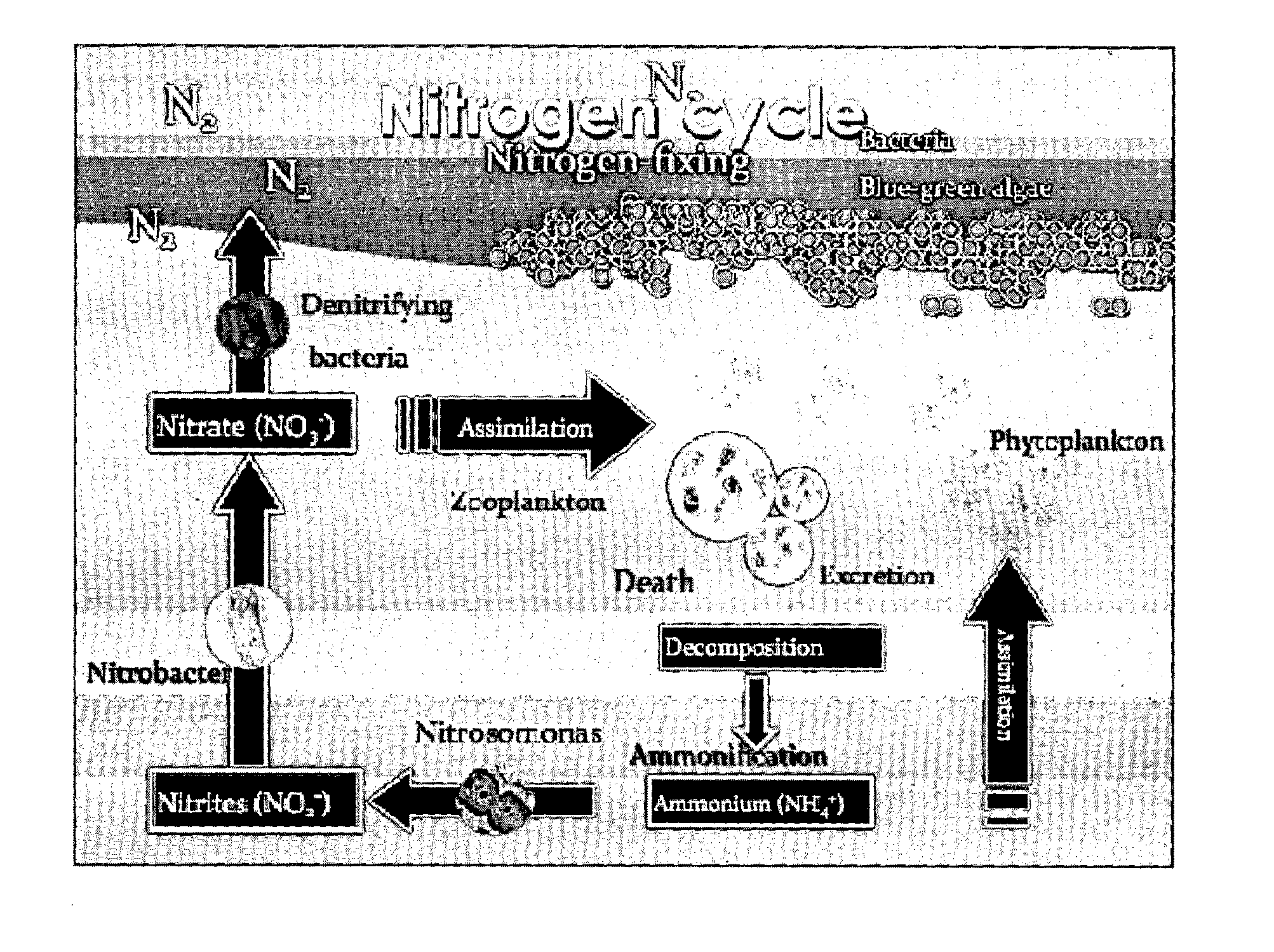 Mixotrophic method of aquaculture