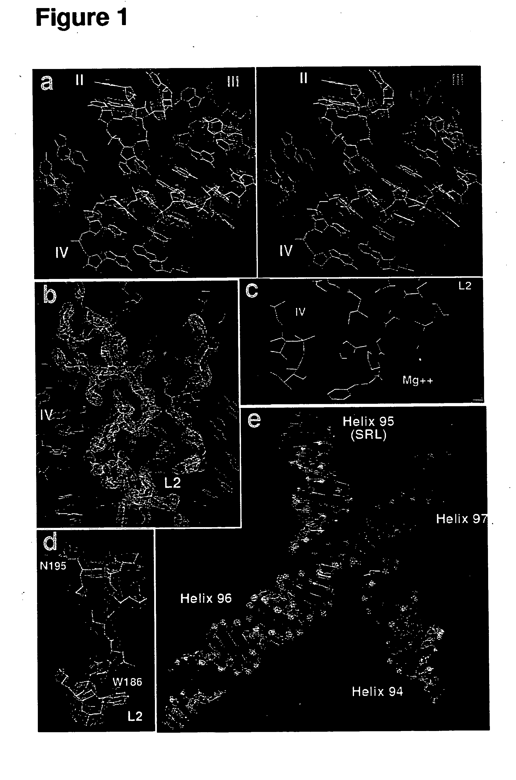 Ribosome structure and protein synthesis inhibitors