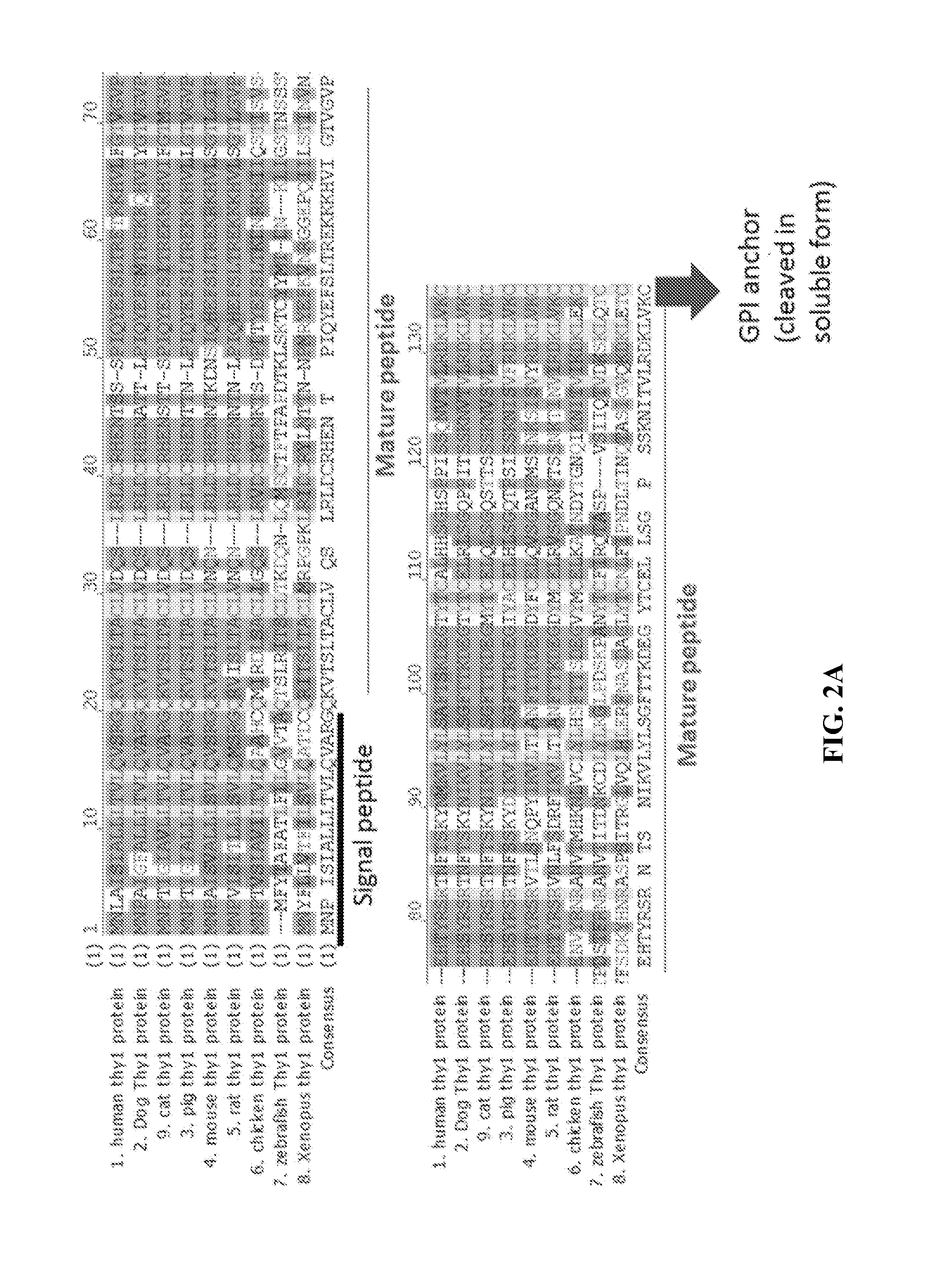 Thy1 (CD90) as a novel therapy to control adipose tissue accumulation