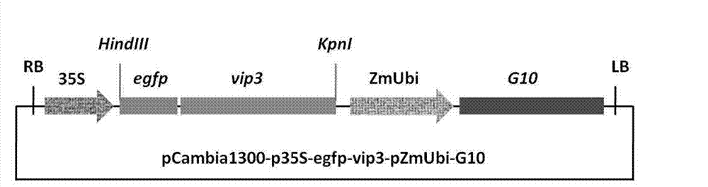 Method for reducing toxicity of Vip3 protein to transgenic plant through gene fusion