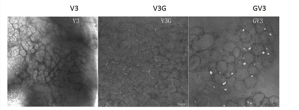 Method for reducing toxicity of Vip3 protein to transgenic plant through gene fusion