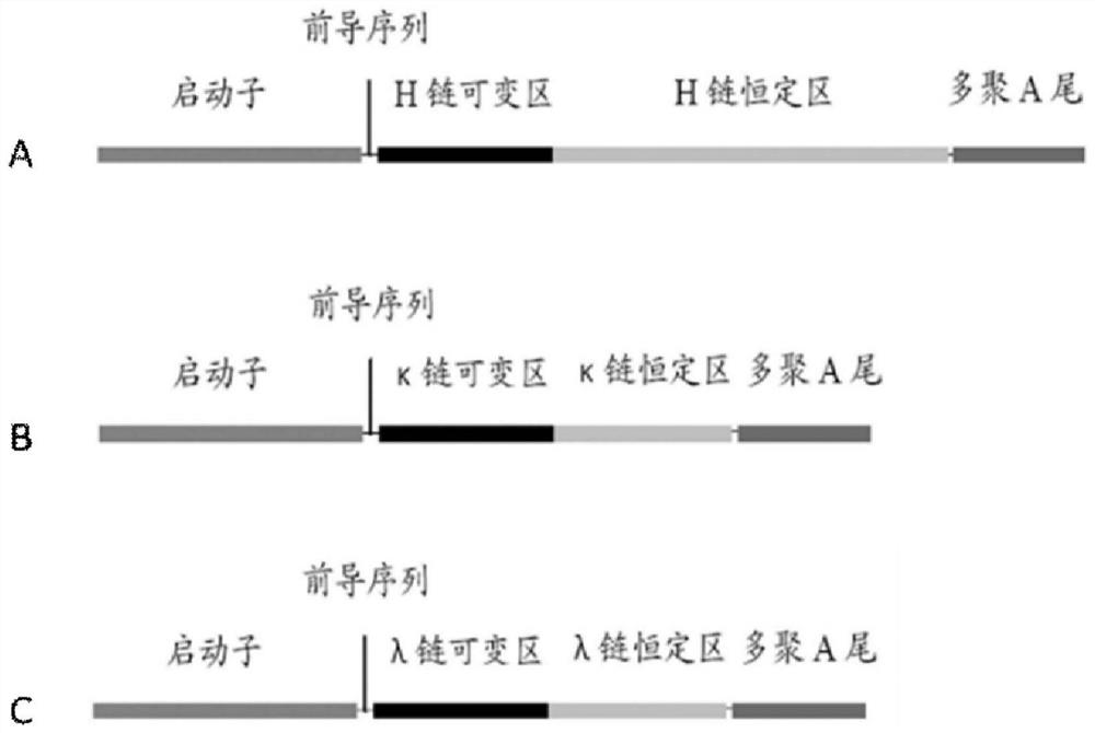 Anti-Ebola virus glycoprotein gp1 subunit monoclonal antibody 4f1 and its application