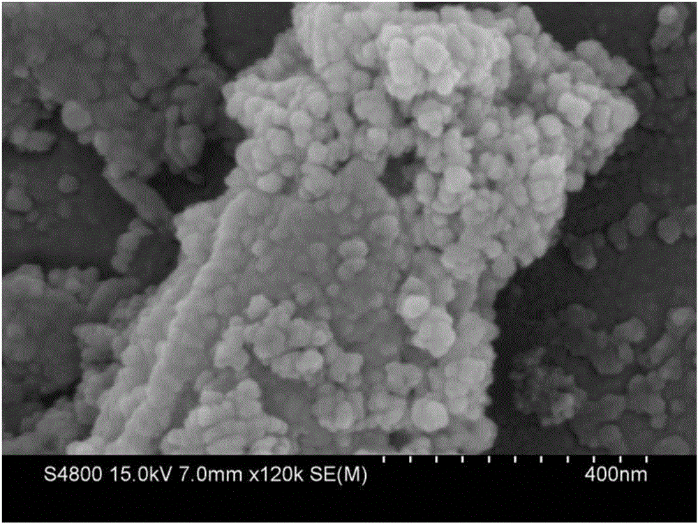 Biological carbon catalyst, iron carbon catalyst and application of biological carbon catalyst