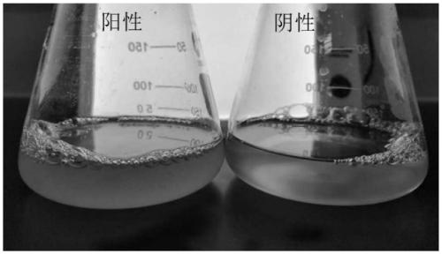 Acute detecting method for microorganisms in packed drinking water