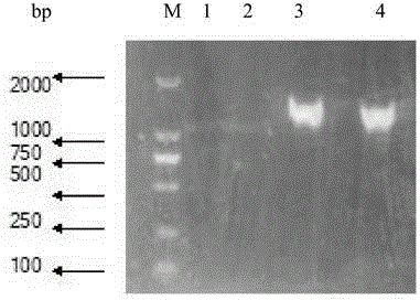 Lactobacillus plantarum nitrite reductase gene, protein encoded by lactobacillus plantarum nitrite reductase gene and preparation method of protein