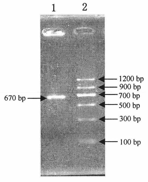 Sinorhizobium sp. and application thereof