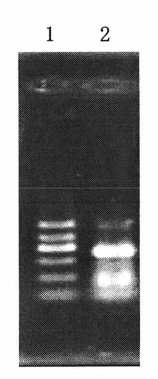 Sinorhizobium sp. and application thereof