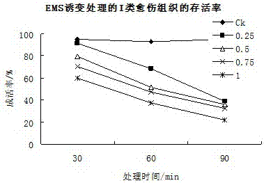 Method for producing mutant of hemerocallis middendorffii by in vitro mutagenesis of ethyl methane sulfonate