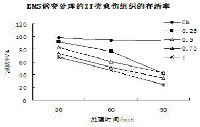 Method for producing mutant of hemerocallis middendorffii by in vitro mutagenesis of ethyl methane sulfonate