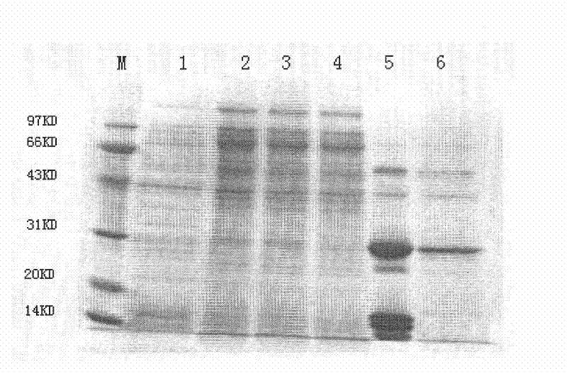 Human creatine kinase single-chain variable fragment with molecular chaperone function