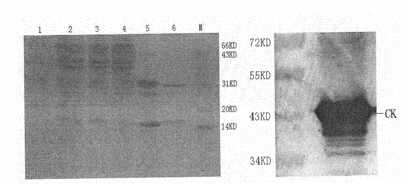 Human creatine kinase single-chain variable fragment with molecular chaperone function