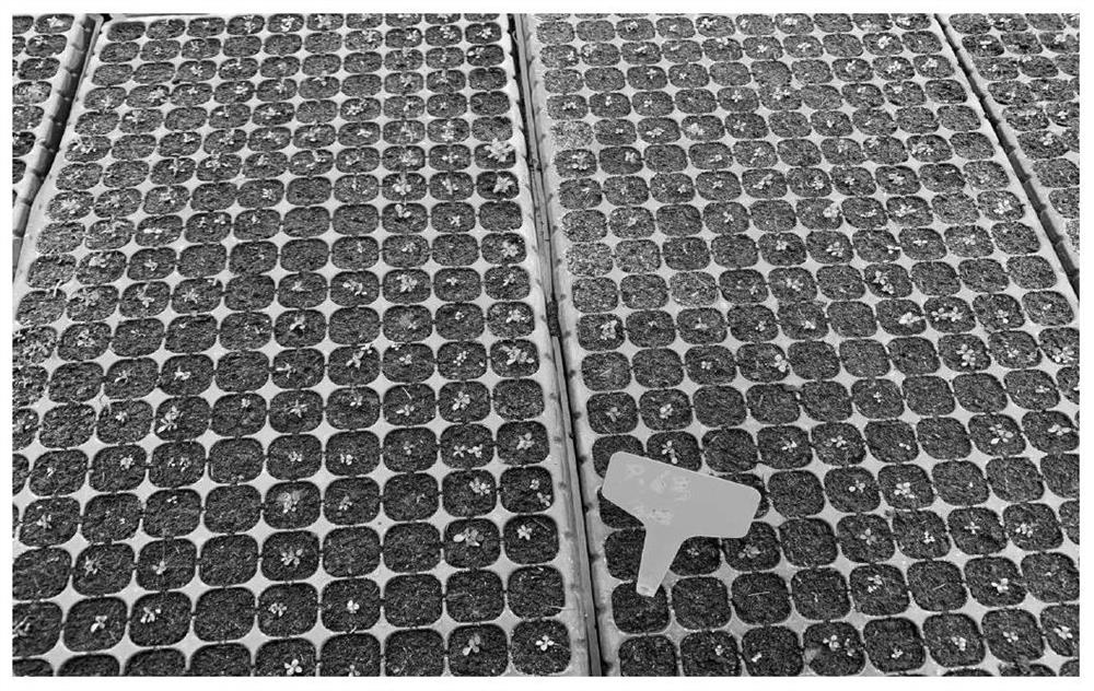 Method for greenhouse potting production of savatier monochasma herb