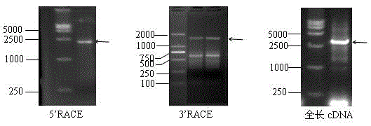 LRR-RLK (leucine-rich repeat receptor-like kinase) gene in arachis hypogaea.L and application thereof to bacterial wilt resistance of tobaccos