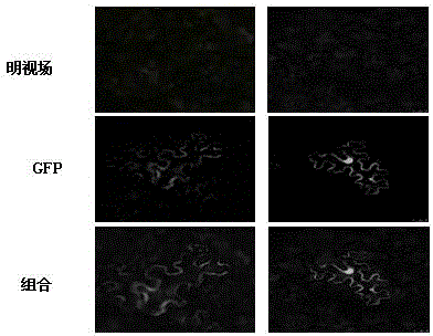 LRR-RLK (leucine-rich repeat receptor-like kinase) gene in arachis hypogaea.L and application thereof to bacterial wilt resistance of tobaccos