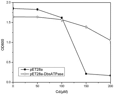 Metallic cadmium resistance associated protein KdpD and coding gene and application thereof