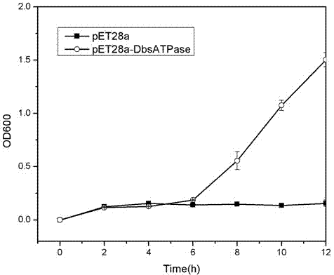 Metallic cadmium resistance associated protein KdpD and coding gene and application thereof