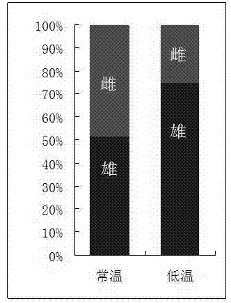 Method for inducing masculinization of fugu rubripes at low temperature