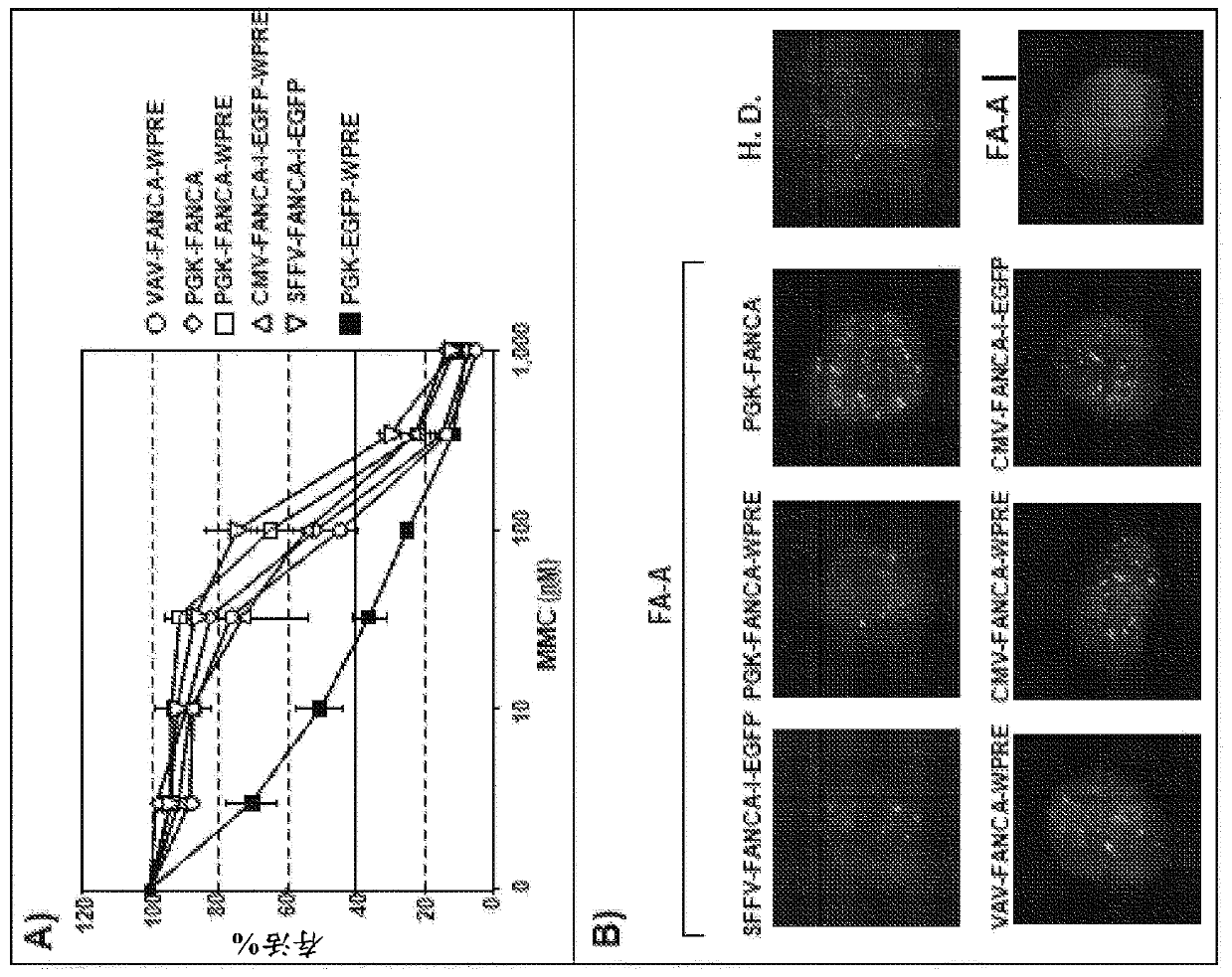 Gene therapy for patients with fanconi anemia