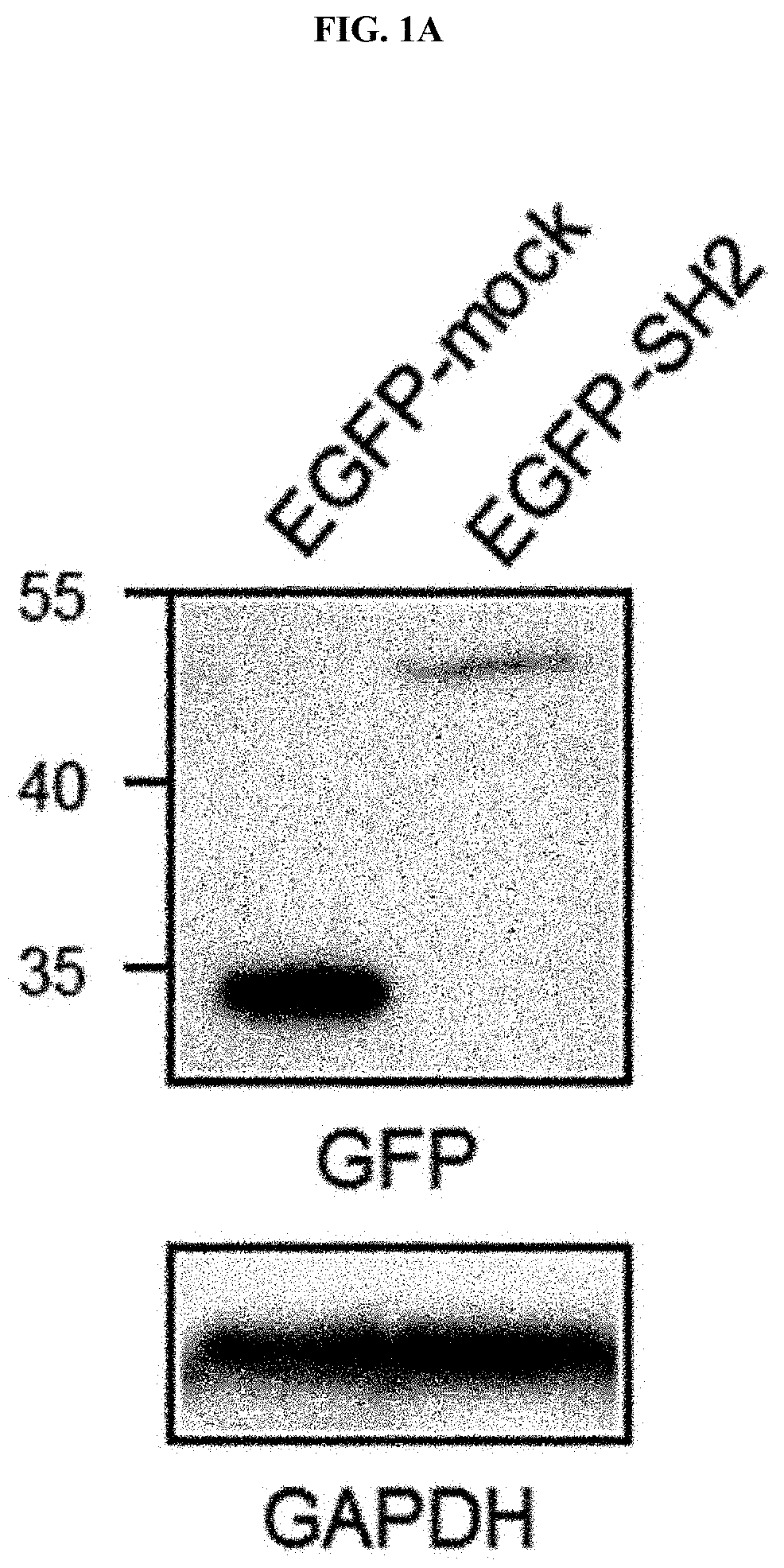 Anti-aging or skin-regenerating composition comprising piperonylic acid as effective ingredient