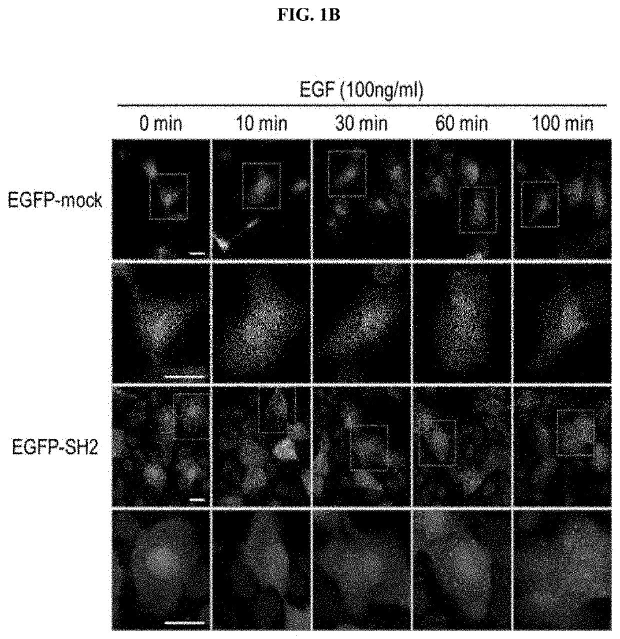 Anti-aging or skin-regenerating composition comprising piperonylic acid as effective ingredient