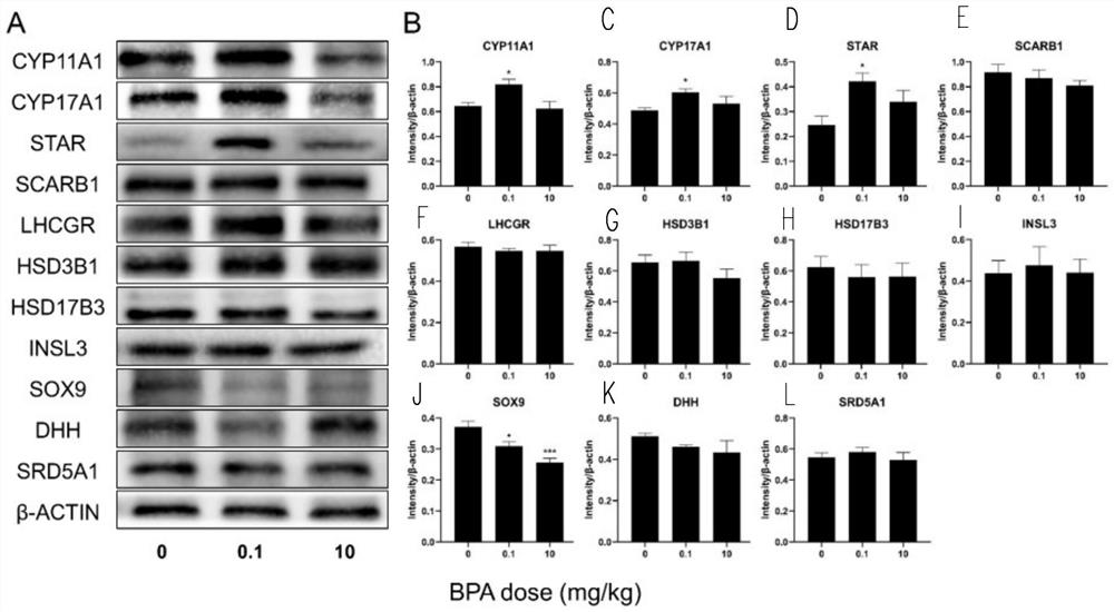 Test method for increasing serum testosterone of adult rat by resetting pituitary steady state through bisphenol A exposure