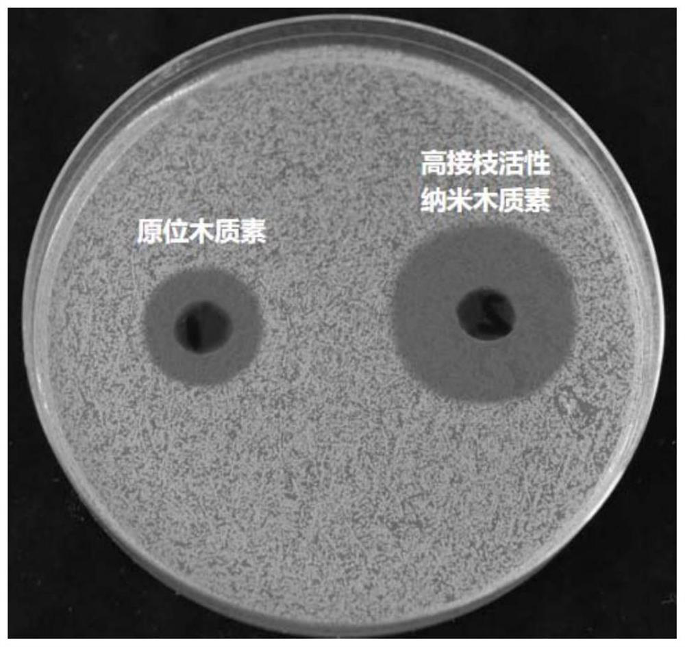 High-grafting active lignin as well as preparation method and application thereof