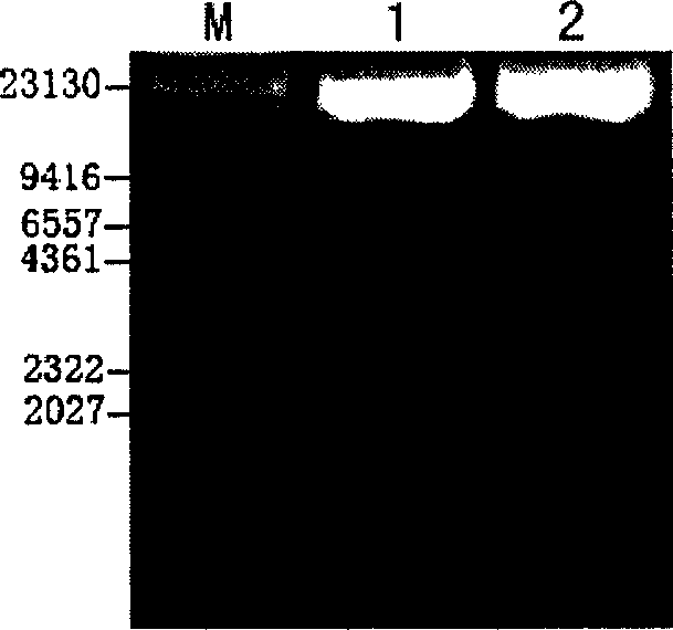 Method for adipose-derived adult stem cell labeling by using exogenous green fluorescent protein (GFP)