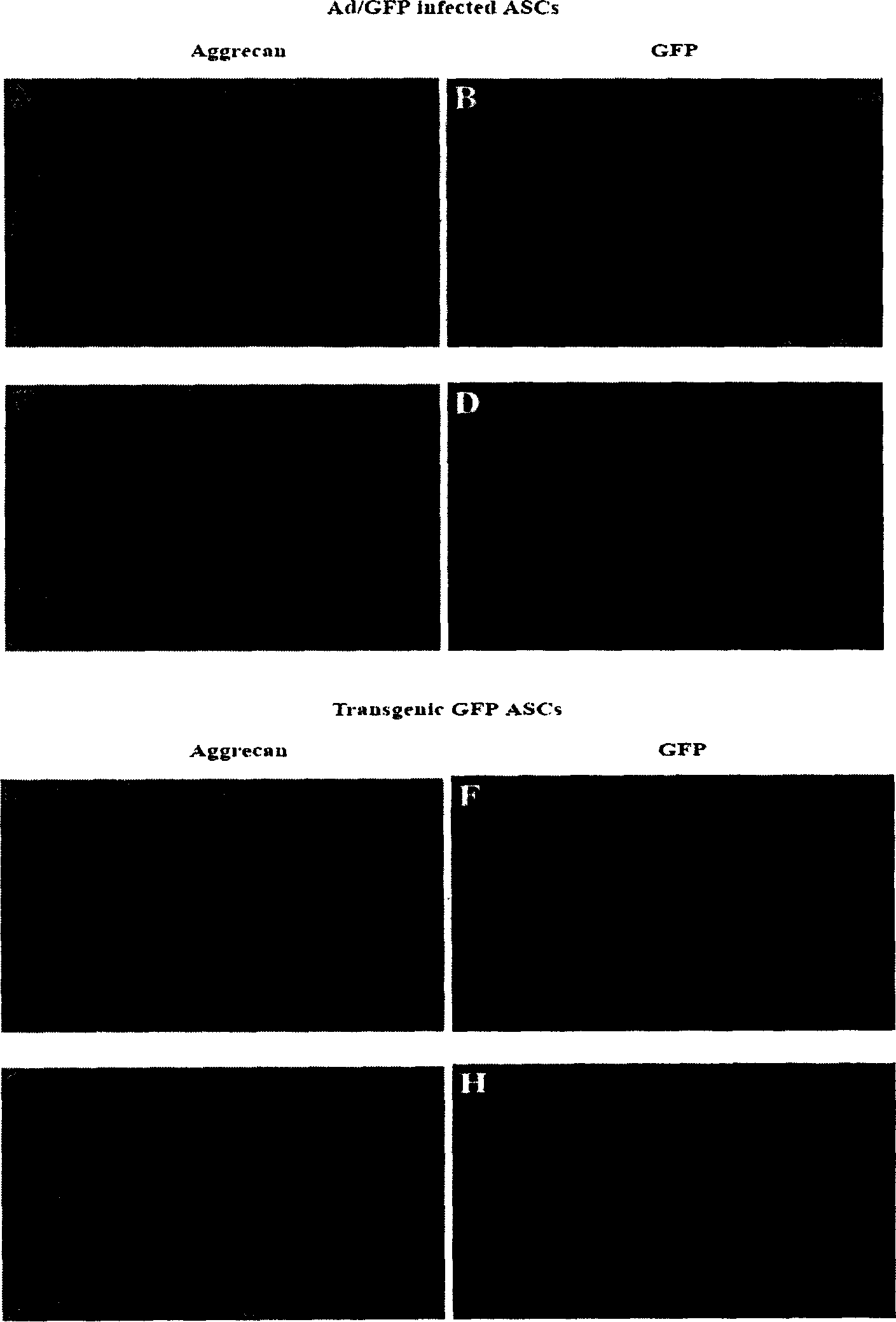 Method for adipose-derived adult stem cell labeling by using exogenous green fluorescent protein (GFP)