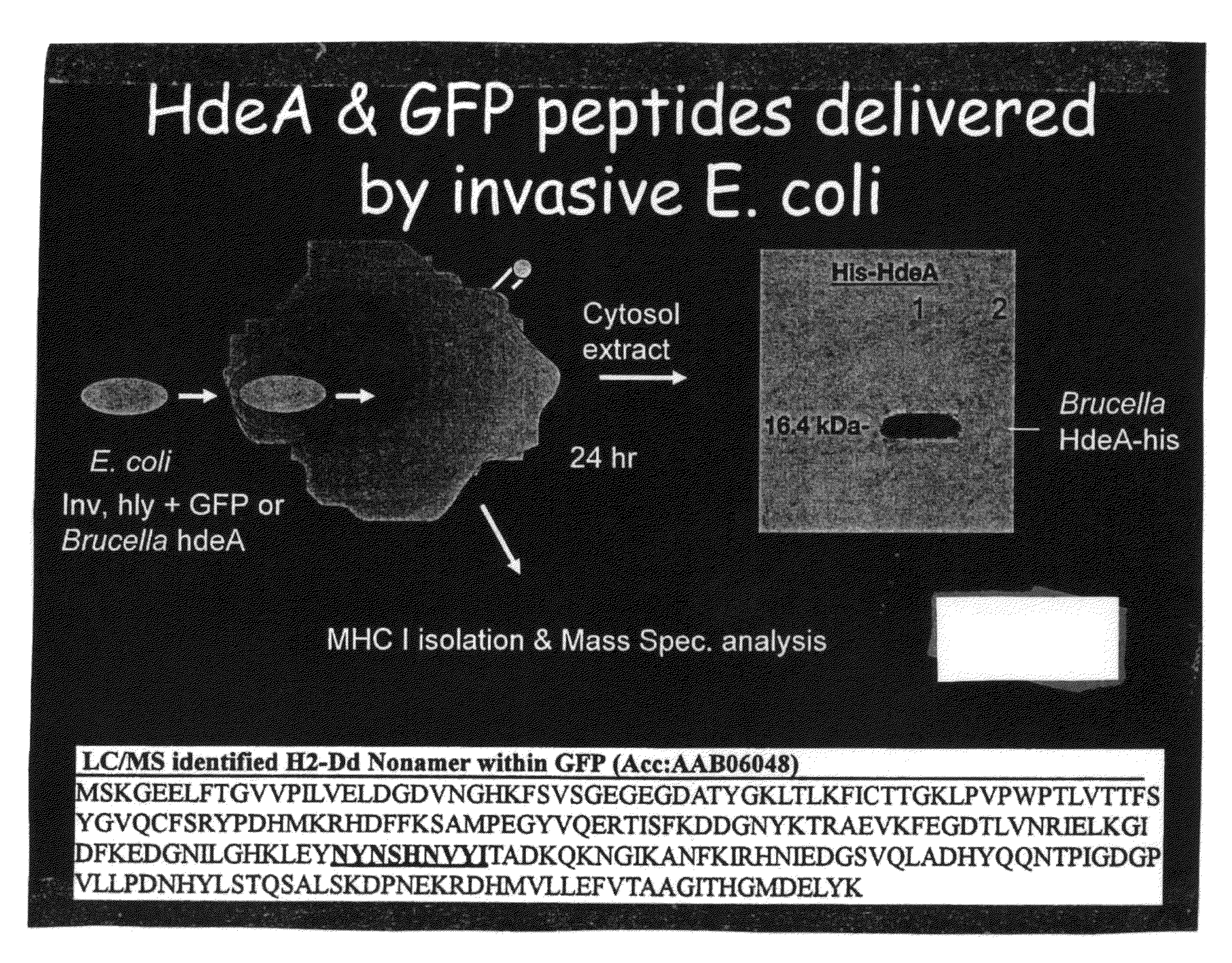 Brucella Melitensis Mutants and Methods