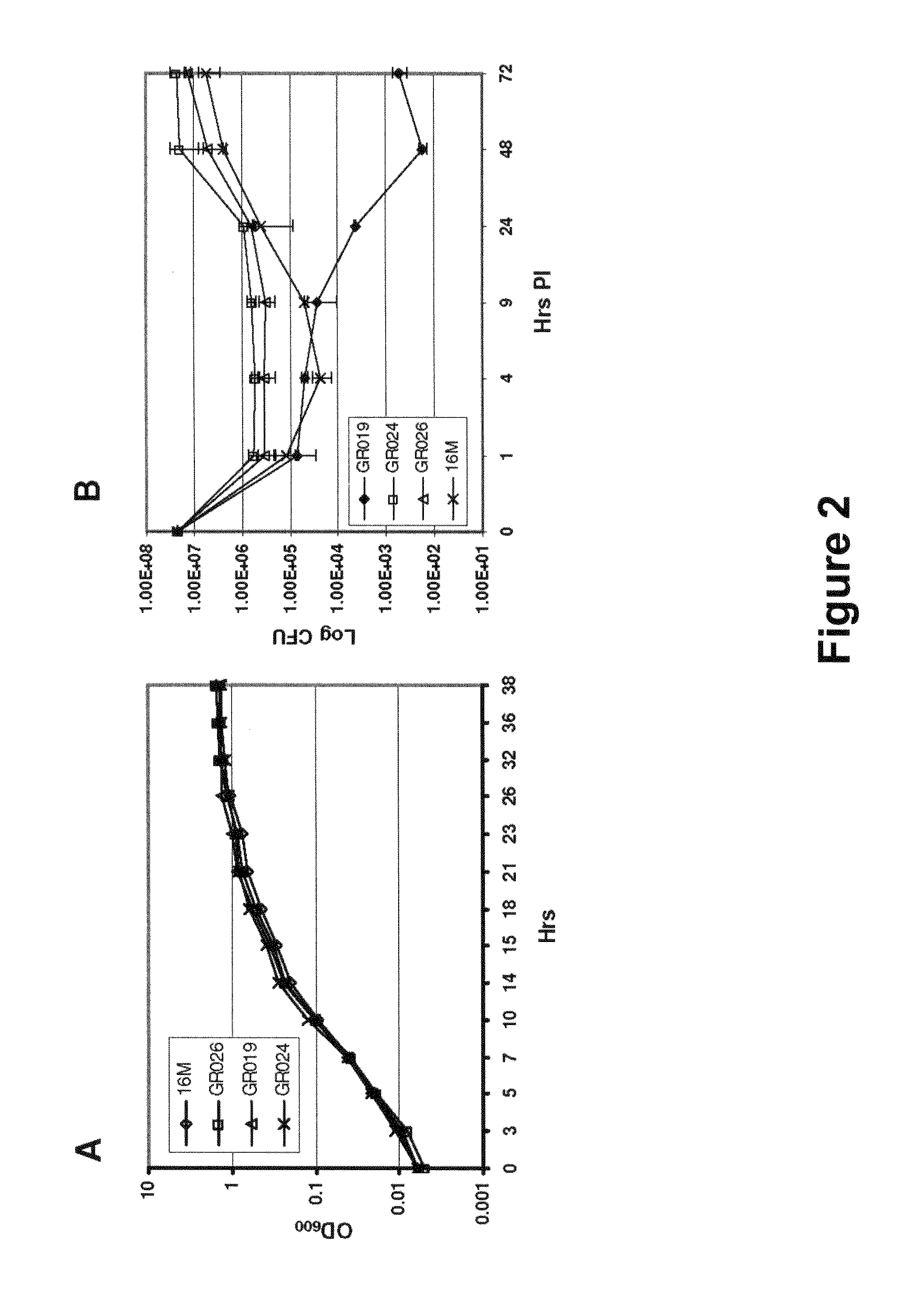 Brucella Melitensis Mutants and Methods