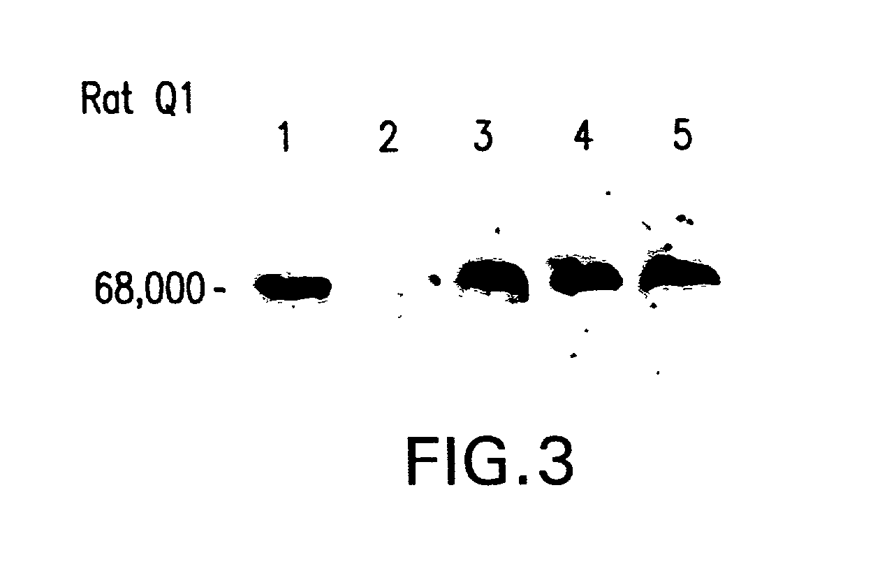 Propagation of human hepatocytes in non-human animals