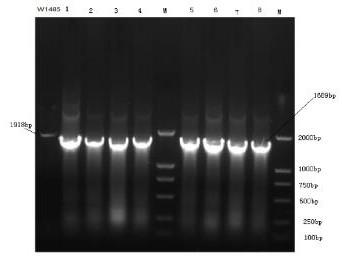 A strain of genetically engineered bacteria that produces l-aspartic acid by fermentation