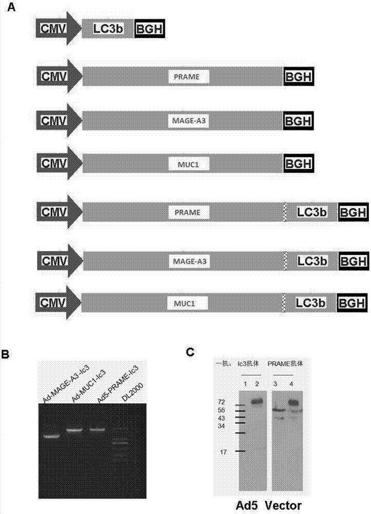 New strategy enhancing tumor antigen immunogenicity and application thereof in immunotherapy of lung cancer